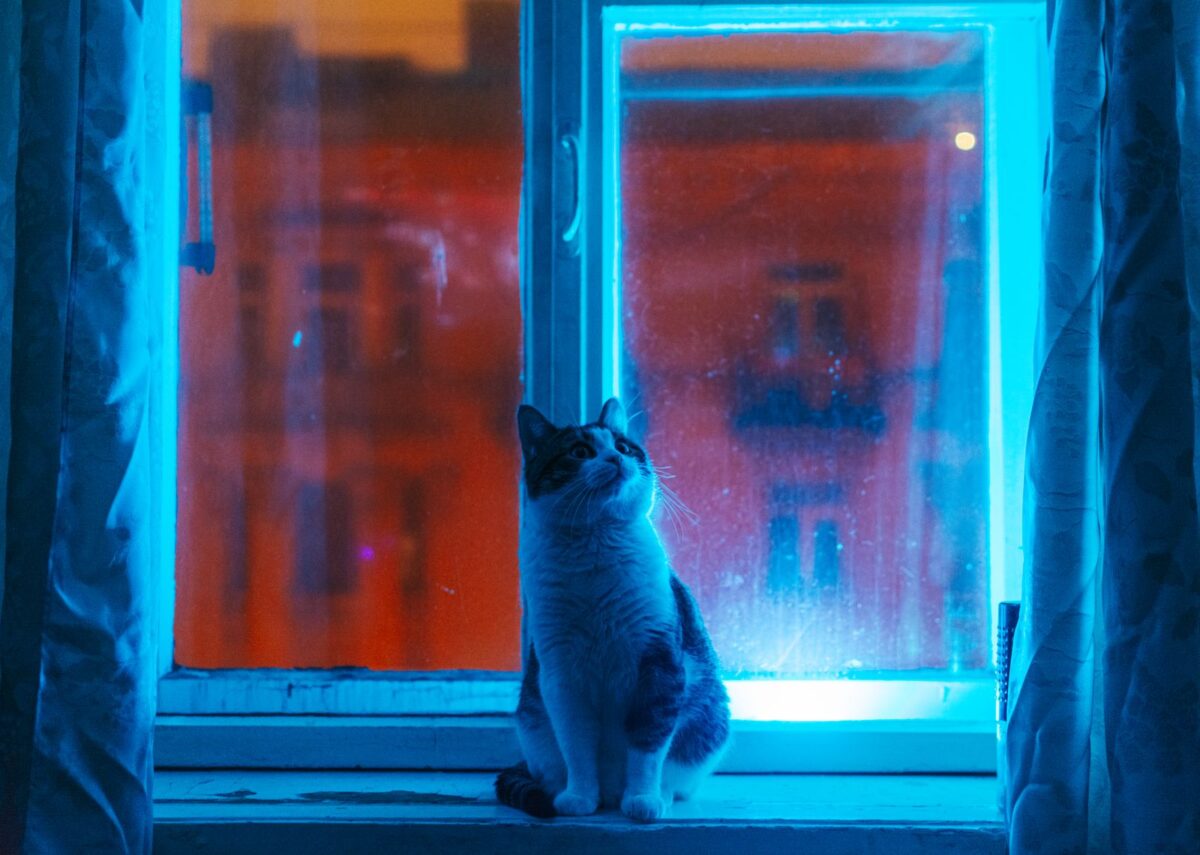 Chat assis près d'une fenêtre la nuit, éclairé par une lumière colorée