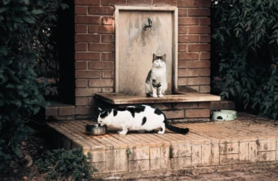 Canicule : comment rafraîchir un chat quand il fait 40 °C