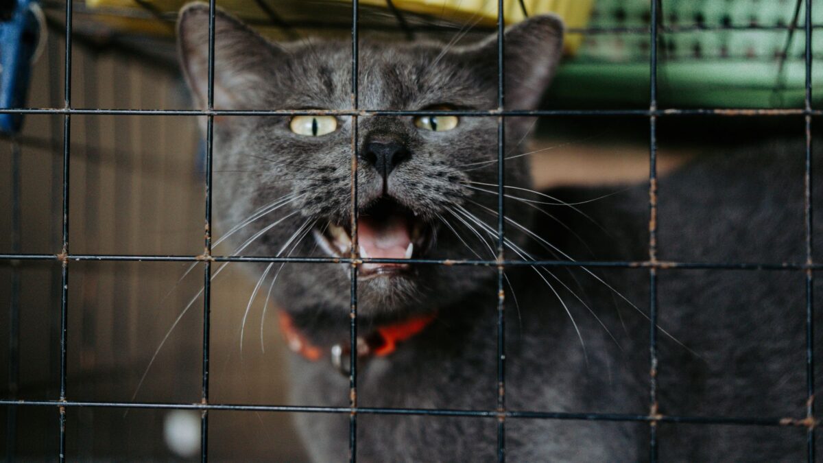 Abandons d&rsquo;été : la SPA déjà saturée en juillet, et les chats paient le plus lourd tribut