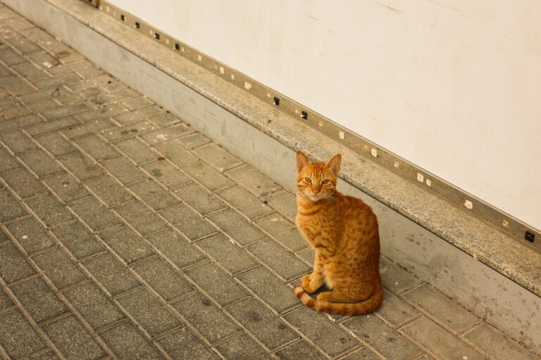 Un animal abandonné toutes les deux minutes l&rsquo;été : pourquoi les chats paient le plus lourd tribut — et que faire