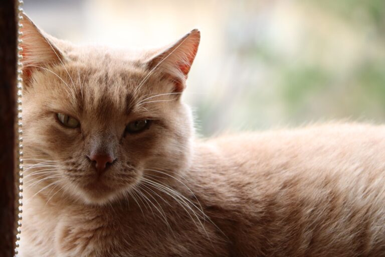 Abandons d&rsquo;été : les chats premières victimes, la SPA déjà à +10 % en 2026