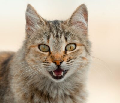 Miaulement du chat : pourquoi il miaule et ce que chaque son veut dire