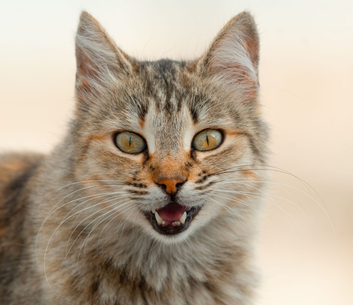 Gros plan d'un chat tigré en train de miauler, gueule ouverte
