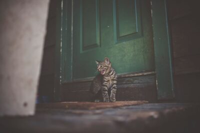 Mon chat miaule tout le temps : que faire, jour après jour