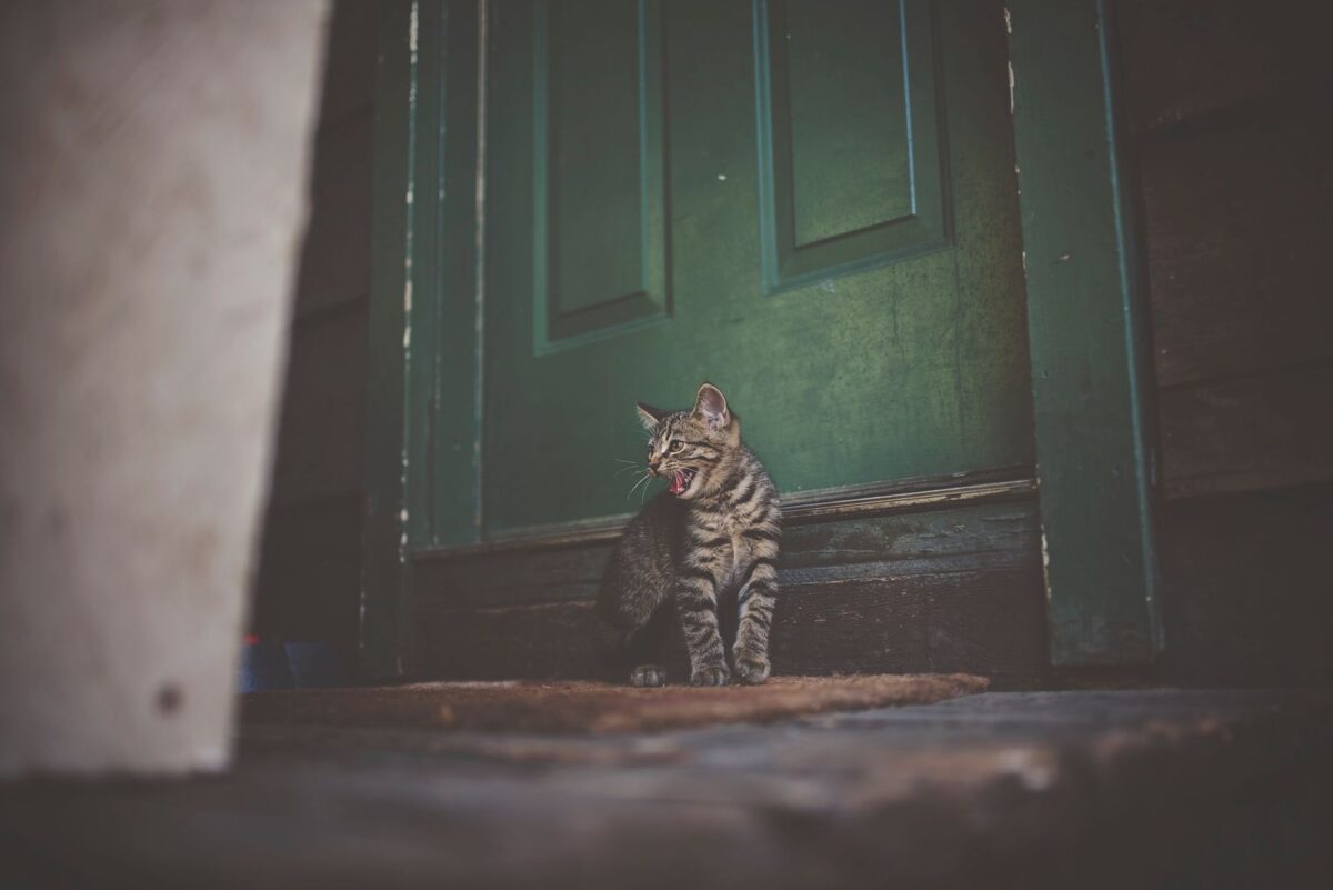 Chat tigré assis devant une porte verte, gueule ouverte