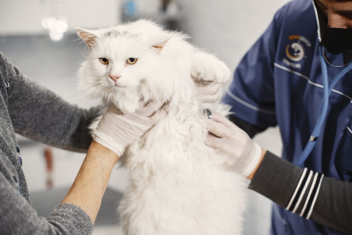 Vétérinaire examinant un chat blanc à poil long en consultation