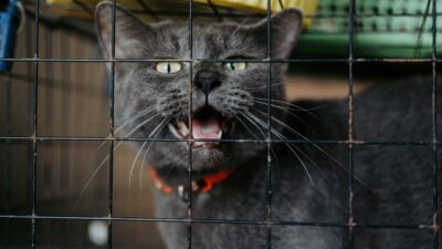 Refuges saturés de chatons : pourquoi la rentrée 2026 est décisive pour la SPA