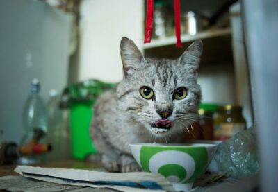 Plomb, cadmium, glyphosate : ce que révèle une enquête américaine sur 100 aliments pour chats