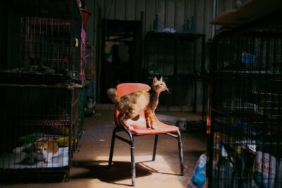 Journée mondiale des animaux : pourquoi le dimanche 4 octobre 2026 compte pour les chats