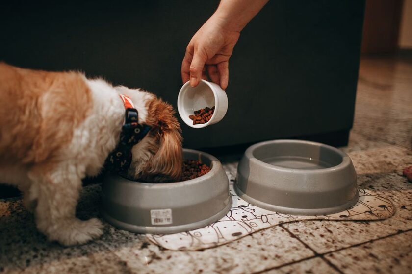 Croquettes chien
