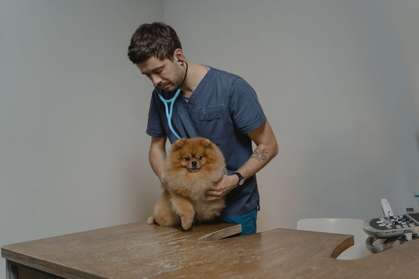 Mono-Protéine saumon, hypoallergénique 12 kg Eukanuba