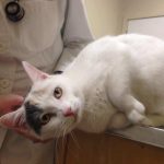 Comment diagnostiquer et traiter la maladie vestibulaire du chat ?