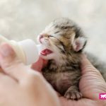 Comment sevrer un chaton du lait maternel à la nourriture solide ?
