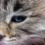 Comment soigner les infections oculaires des chatons ?