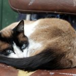 Comprendre la Démence Chez les Chats: Causes, Symptômes et Traitements