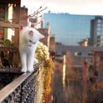 Les conséquences des chutes de hauteur chez les chats de grande taille : une analyse