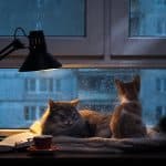 Les secrets de l’activité nocturne des chats dévoilés.