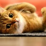 Quels sont les symptômes de l’hyperesthésie chez le chat ?