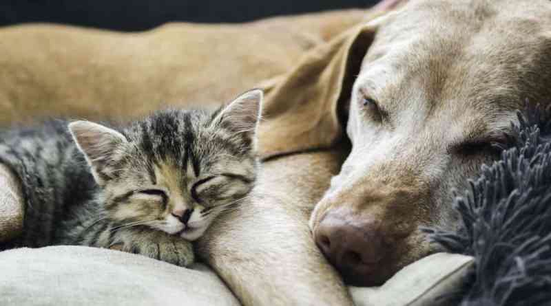 Comment faire cohabiter harmonieusement votre chat et votre chien ?