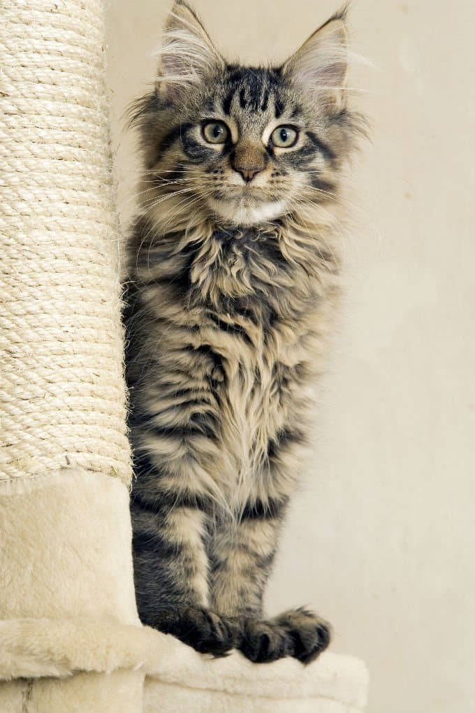 Chats et chatons Maine Coon