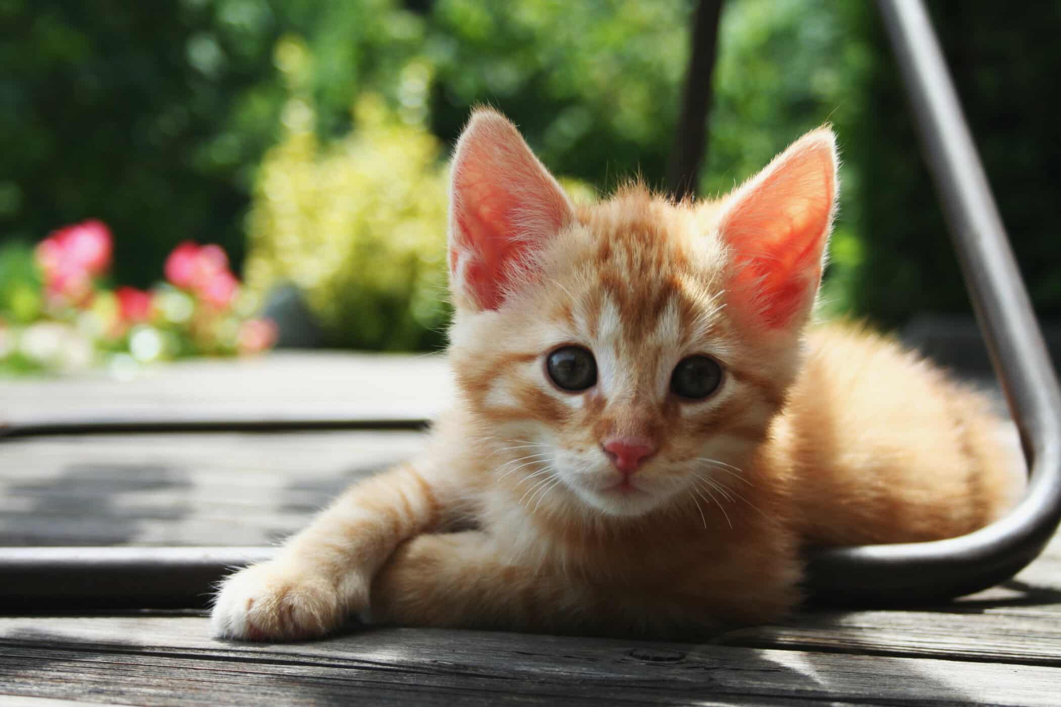 Adopter un chat : tout ce que vous devez savoir sur la propriété d'un félin.