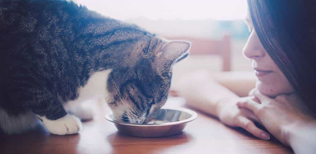 Votre chat est-il prêt pour la nourriture pour chat adulte ?
