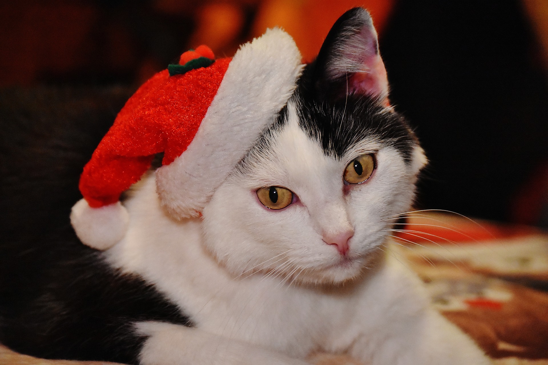 Comment prendre soin de votre animal de compagnie pour les Fêtes de Noël