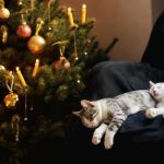 5 astuces infaillibles pour faire coexister chats et sapins de Noël