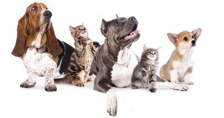 Les 10 noms de chats et de chiens les plus populaires en 2014 : mon expérience personnelle