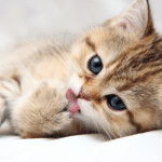 Small_cat_licking_its_paw.png