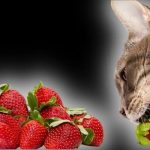can-cats-eat-strawberries.jpg