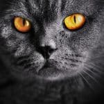 cat-eyes-for-post.jpg