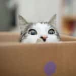 cat-peeping-out-of-box.jpg