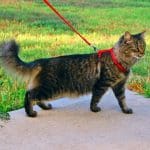 cat-wearing-a-harness-going-for-a-walk.jpg