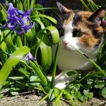 cats-spring-nature-cat-pet-plant.jpg