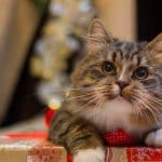 christmas-cat-banner.jpg