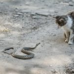 Comment Éloigner Votre Chat des Serpents : Les Dangers et les Précautions à Prendre
