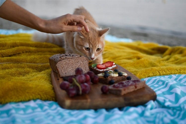Comment faciliter la transition alimentaire pour votre chat de manière sûre et efficace ?