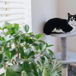 Comment préparer un appartement pour un chat d’intérieur ? Conseils pour les propriétaires de chat en appartement