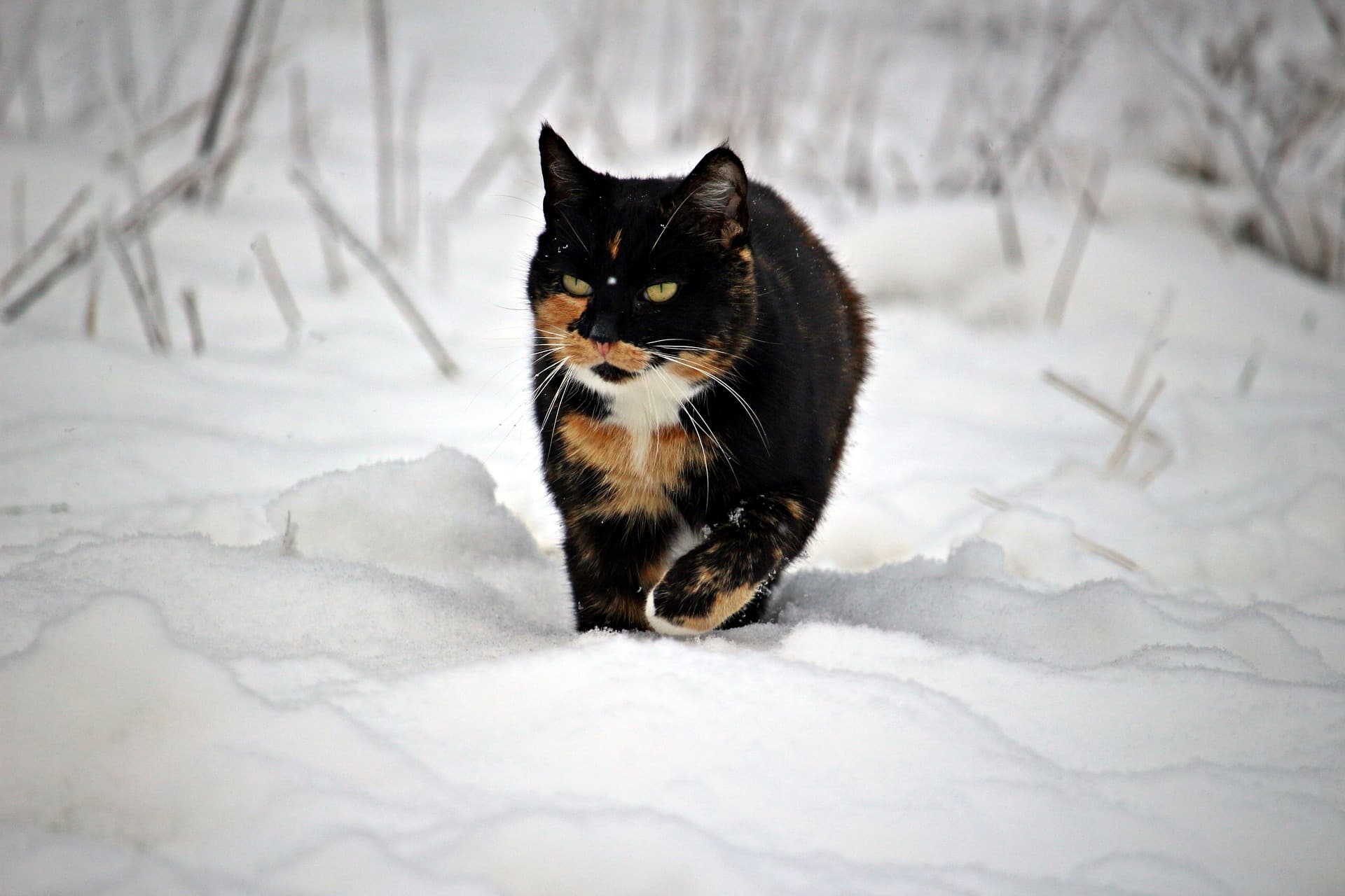Comment préparer votre animal de compagnie pour l'hiver : conseils pour une sécurité et une santé optimales