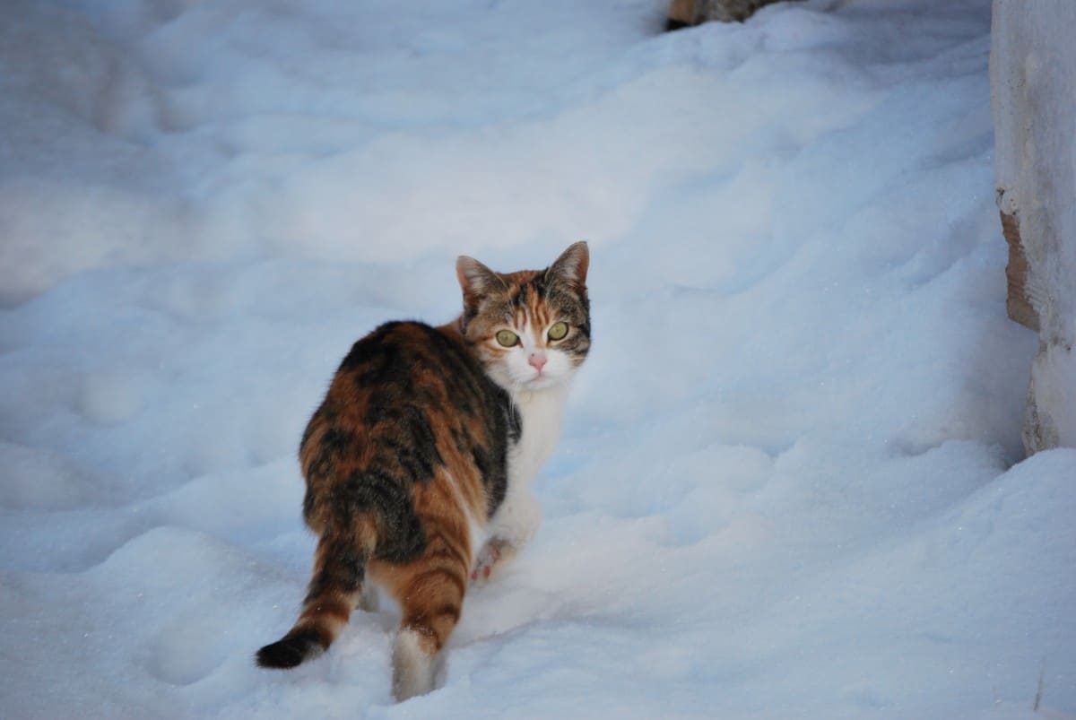 Comment préparer votre animal de compagnie pour l'hiver : conseils pour une sécurité et une santé optimales