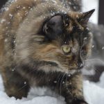 Comment préparer votre animal de compagnie pour l’hiver : conseils pour une sécurité et une santé optimales