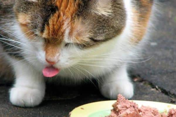 Signes qu'un chat n'est pas content - Changements alimentaires