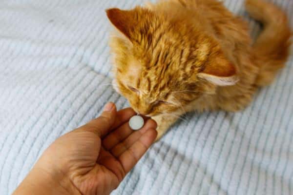 Gastro-entérite chez le chat : symptômes et remèdes maison - Traitement de la gastro-entérite chez le chat