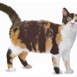 Comprendre et prendre soin du chat Américain Wirehair : les détails à connaître
