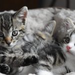 Comprendre le comportement de succion croisée chez les chatons : une étude de la science