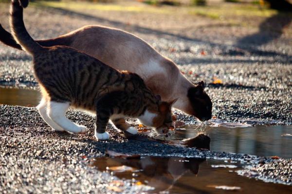 Pourquoi l'hydratation est-elle importante pour mon chat ?  - Comment donner plus d'eau à mon chat s'il mange de la nourriture sèche ?