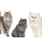 Créez votre Profil en Ligne pour votre Animal de Compagnie avec Webbox Mews