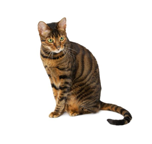 Races de chats hybrides - Toyger Cat