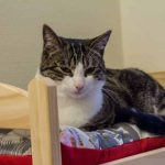 Fabriquez votre propre lit de chat : une invitation au bricolage